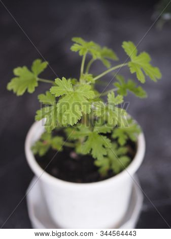 Lemon Pelargonium, Geranium With Lemon Smells On A Wooden Background. Mosquito Repellent.