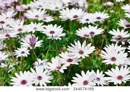 Photos Of White Daisies Growing Spontaneously In Nature