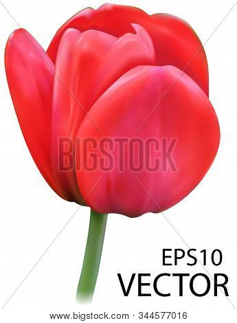 Vector Tulip On White Background. Photo Realistic Vector. Red Isolated Tulip.