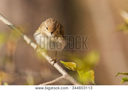 Little Bird Sits On A Branch And Looks At The Camera