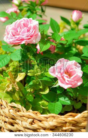 Close Up Of Beautiful Small Pink Rose Plant In Rotang Basket On Summer Sunny Day