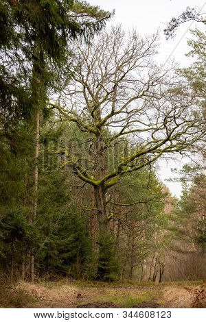 Oak Growing In A Coniferous Forest. Tree With Branches Covered With Moss.