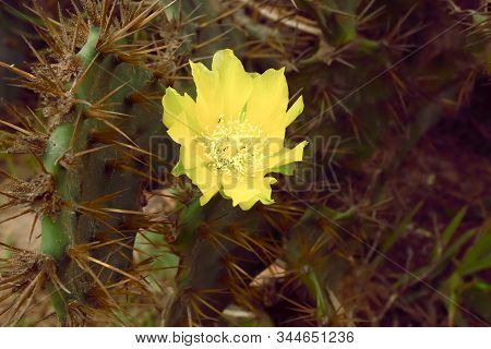 Closeup Detail Of Yellow Cactus Flower Of Indian Barbary Fig Prickly Pear Thorn, Spiky Cactus Succul