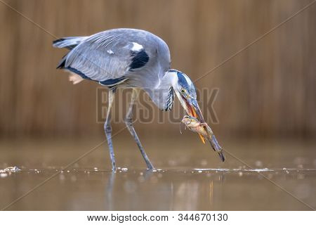 Grey Heron (ardea Cinerea) Hunting For Fish At Lake Csaj, Kiskunsagi National Park, Pusztaszer, Hung