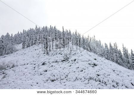 Beautiful Taiga Hills On Far East Of Russia In Early October. Taiga In Winter. Beautiful Nature. Fro