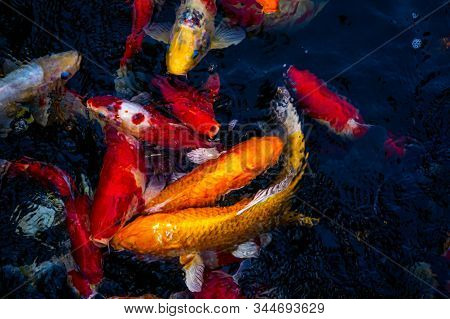 Japan Koi Fish Swimming In A Water Garden,fancy Carp Fish,koi Fishes,koi Fish Swim In Pond.isolate B