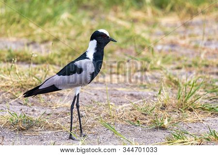 Water Bird Blacksmith Lapwing, Vanellus Armatus In Etosha National Park, Africa Namibia Safari Wildl
