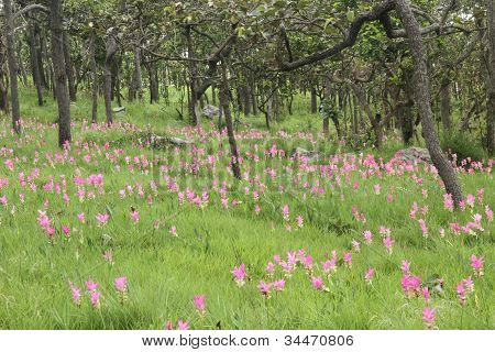 Tay orman flower (çiçek orman)