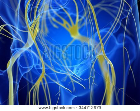 3d rendered medically accurate illustration of the sciatic nerves