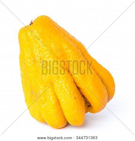 Studio Shot Single Bright Yellow Fingered Citron Buddha Hand Citrus Isolated On White