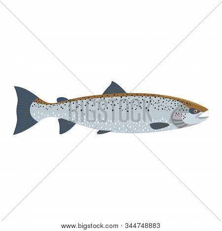 The Female Atlantic Salmon (salmo Salar) Is Isolated On The White Background.