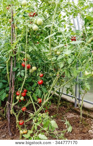 Red And Green Tomatoes Growing On Twigs. In A Greenhouse. Farm Of Tasty Red Tomatoes