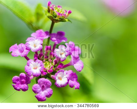 Beautiful Nature Of Tropical Flowers, Closeup Pink White Lantana Camara, Cloth Of Gold, Hedge Flower