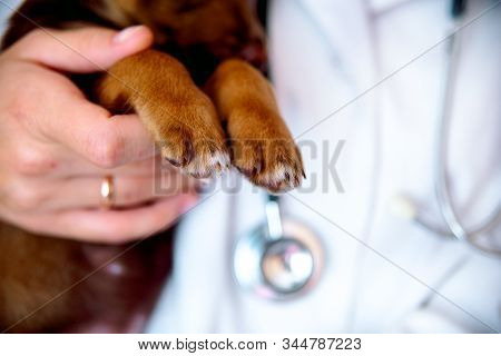The Vet Examines A Puppy In The Hospital. The Little Dog Got Sick. Puppy In The Hands Of A Veteran D