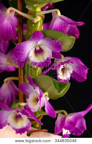 Bunch Of Pretty Pink Petals Of Dendrobium Orchid Blooming Isolated, Die Cut On Black Background