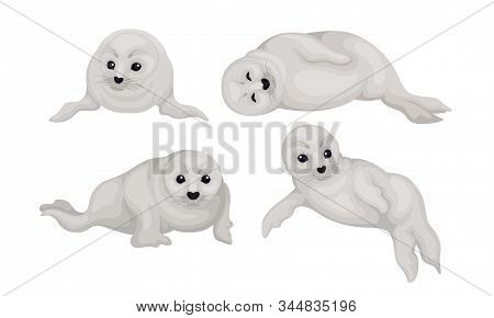 White Playful Fur Seal Lying And Rolling Vector Illustrations Set