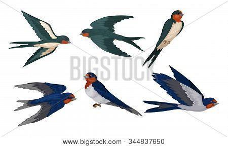 Barn Swallow With Long Tail And Sharp Wings Vector Set