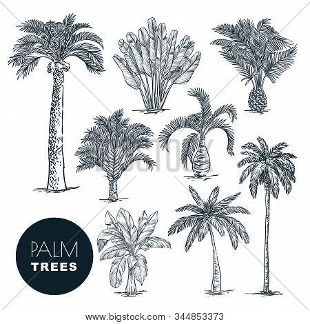 Tropical Coconut Palm Trees Set, Isolated On White Background. Vector Sketch Illustration. Hand Draw