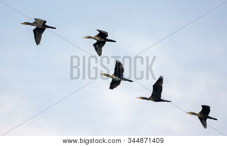 Five Great Cormorants Fly Together In Blue Sky