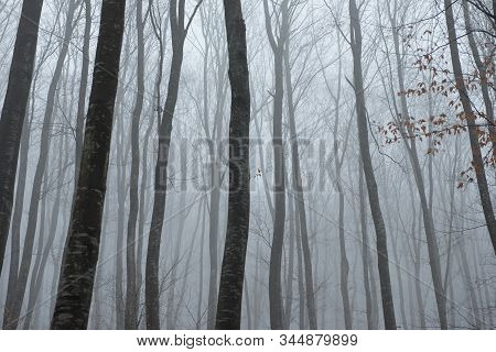 Misty Spooky Dark Forest