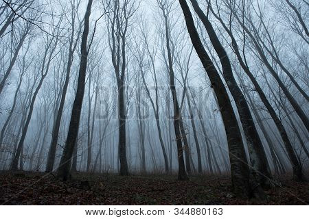 Misty Spooky Dark Forest