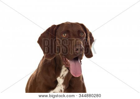 Beautiful Brown Braco German Shorthair isolated on a white background