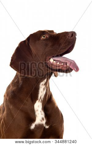 Beautiful Brown Braco German Shorthair isolated on a white background