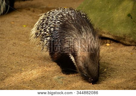 A View Of An Indian Porcupine In An Animal Park Enclosure.
