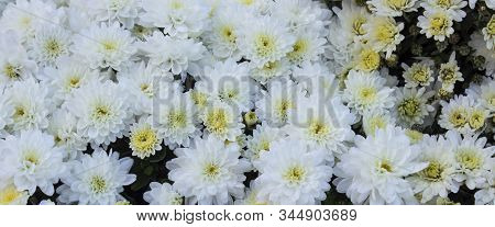 White Daisy Flower. Flower In Garden At Sunny Summer Or Spring Day. Flower For Postcard Beauty Decor