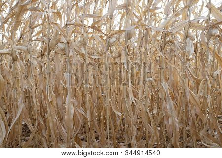 Dry Corn In Corn Field After Harvest