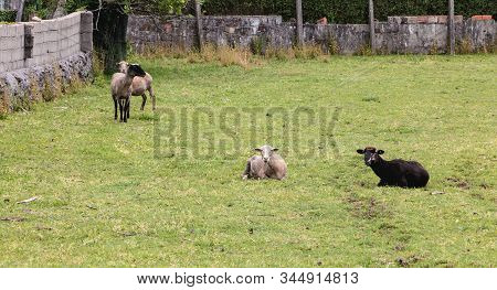 Flock Of Sheep In A Grassland In The Countryside Of Portugal