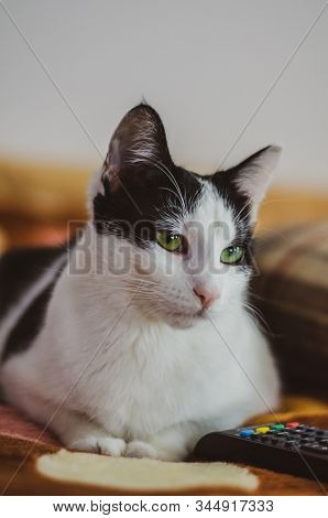 Bicolor Cat With Beautiful Green Eyes Sitting On Bed
