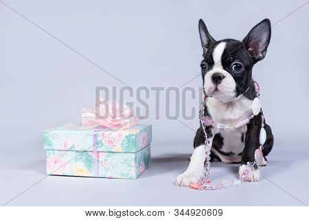 A Small Boston Terrier Puppy Dog Sits In Beads And With A Fancy Box With A Bow Like A Fashionable Gi