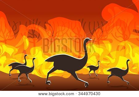 Ostriches Running From Forest Fires In Australia Animals Dying In Wildfire Bushfire Burning Trees Na