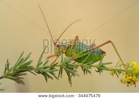 Tailed Bush Cricket Barbitistes Constrictus In Czech Republic