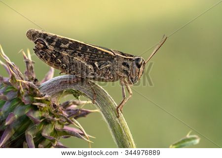 The Italian Locust Calliptamus Italicus In Czech Republic