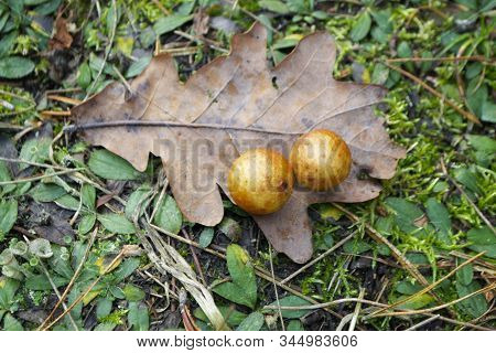 The Gall Oak Produced By The Infection From The Insect Cynips Gallae Tinctoriae, Gallae Oak Leaf