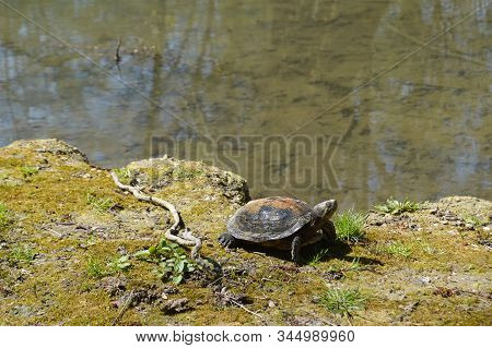 Turtle By The Lake In Maksimir Park, Zagreb, Croatia