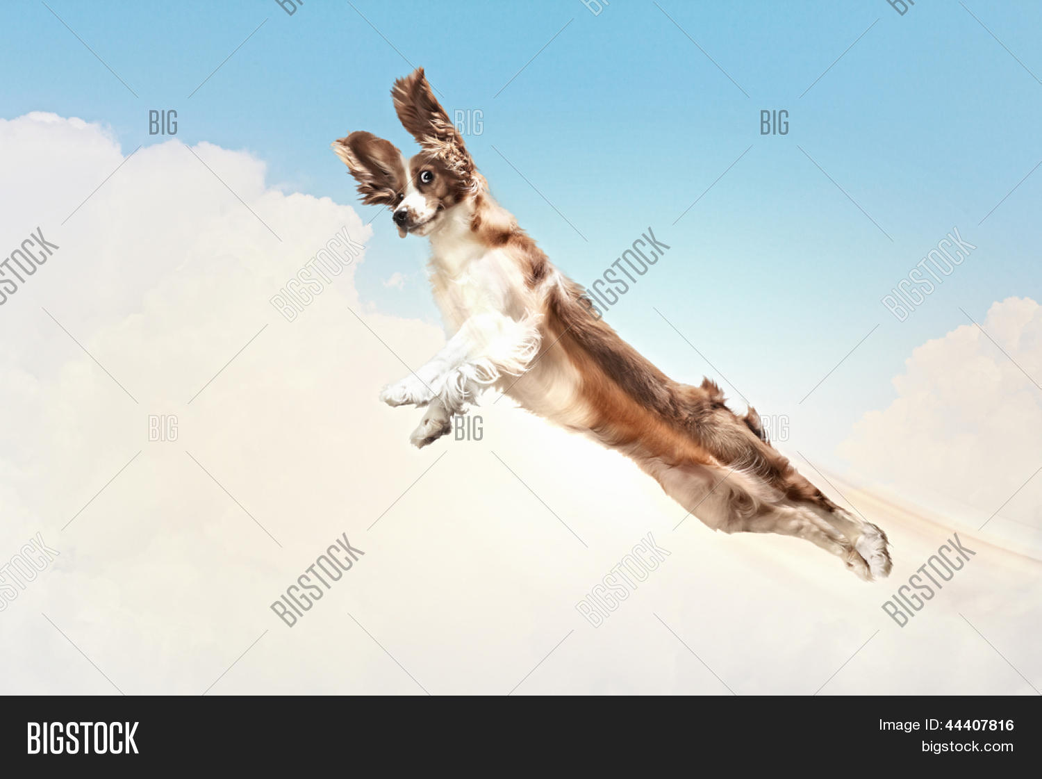 Basset Hound Flying Image & Photo (Free Trial) Bigstock