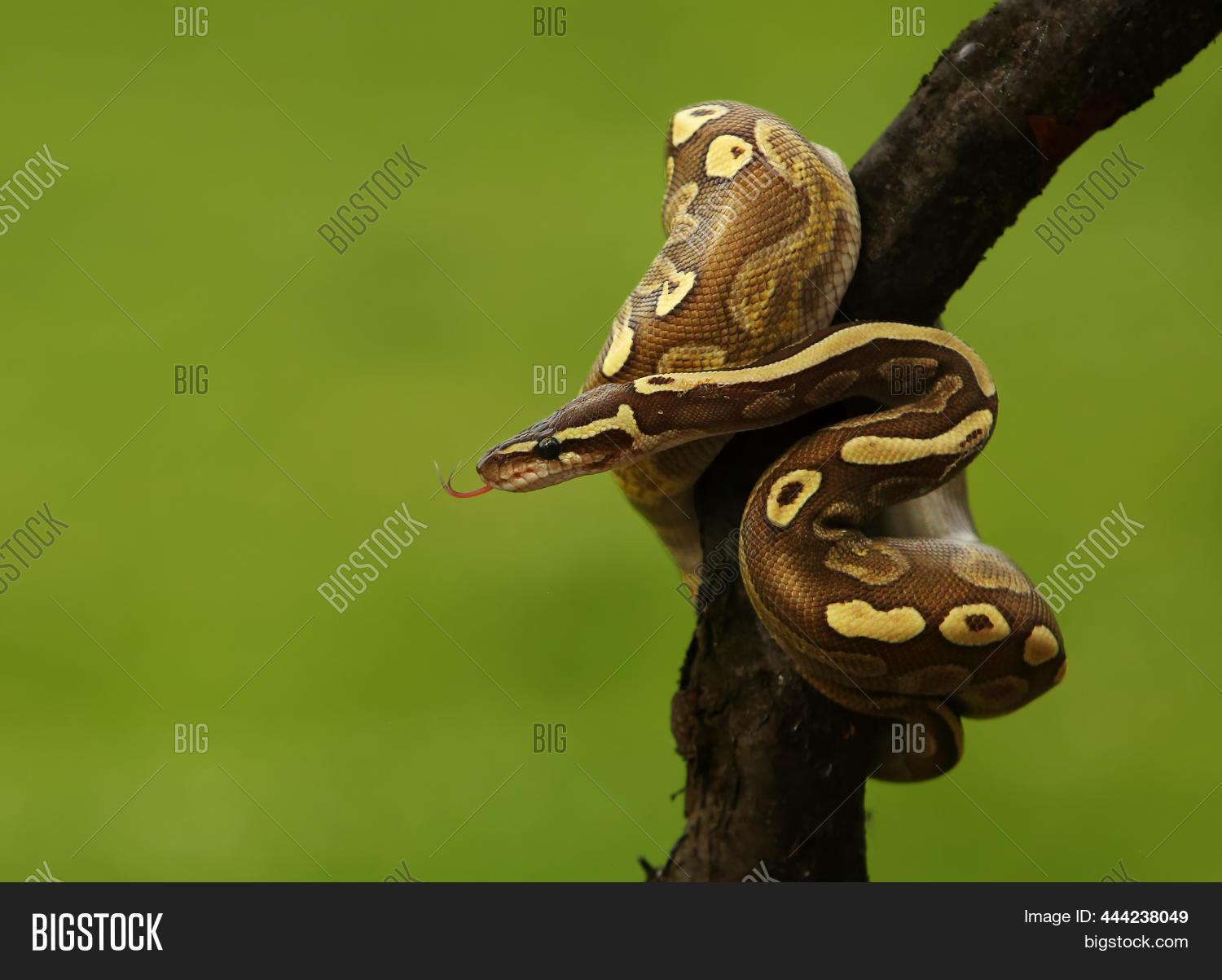 Image Preview