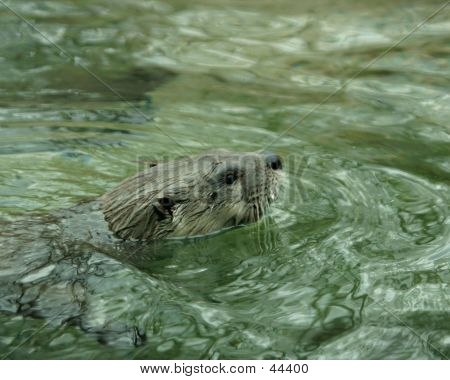 Lontra