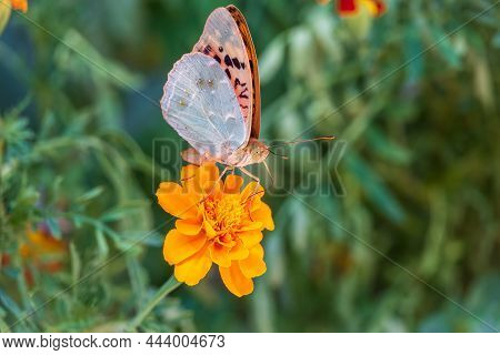 The Dark Green Fritillary Butterfly Collects Nectar On Flower. Speyeria Aglaja, Previously Known As 