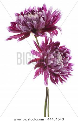 Dahlia