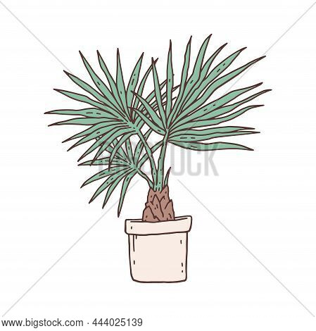 Palm Chamaerops Houseplant. Indoor Potted Plant Vector Outline Doodle Illustration.