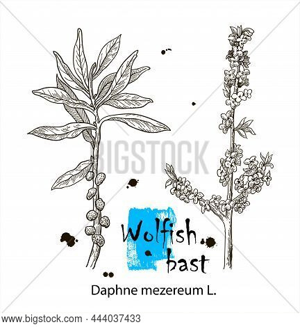 Wolfish Bast, Vintage Engraved Illustration. More Realistic Botanical Vector Illustration. Image For