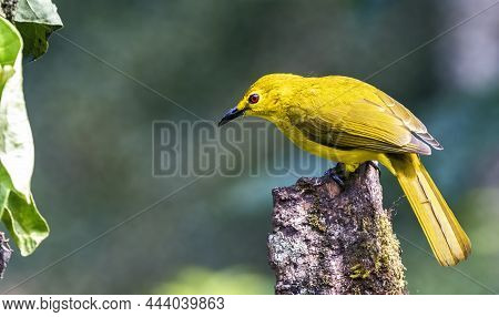 Yellow-browed Bulbul Is A Beautiful Bird Found In The Deccan Plateau.