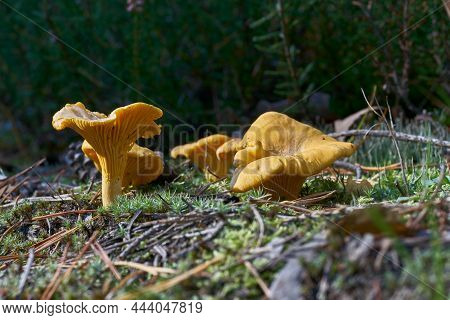 Chanterelles (cantharellus Cibarius) On The Ground In A Forest In Autumn