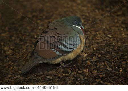 The Mindanao Bleeding-heart (gallicolumba Crinigera) In Zoo.