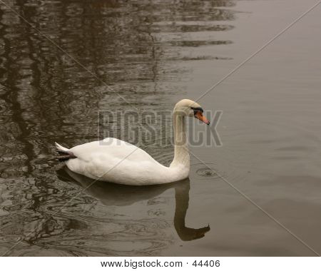 Swan