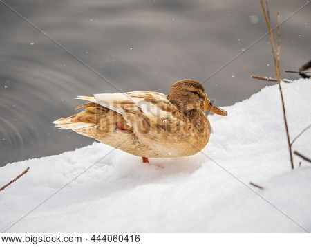 Yellow Colored Mallard Female Duck On The White Snow Background. Animal Polymorphism. Portrait Of A 